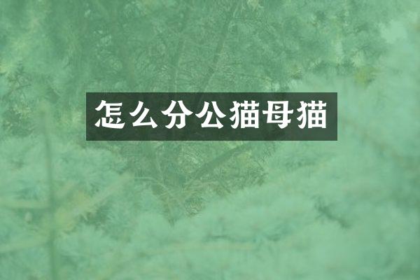 怎么分公猫母猫