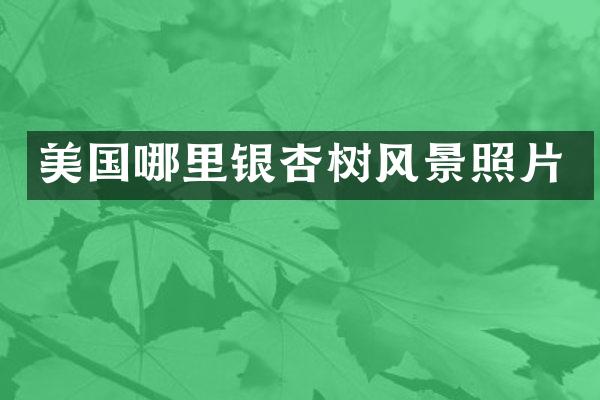 美国哪里银杏树风景照片