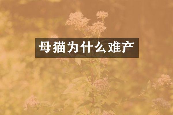 母猫为什么难产