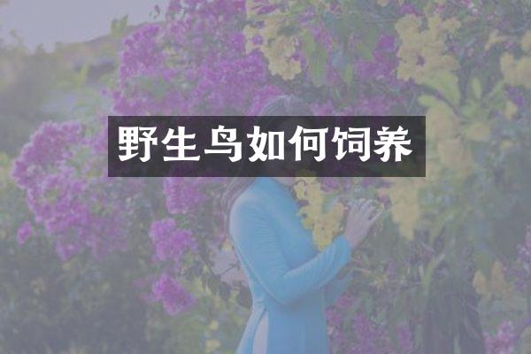 野生鸟如何饲养