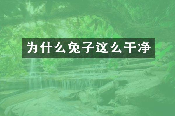 为什么兔子这么干净