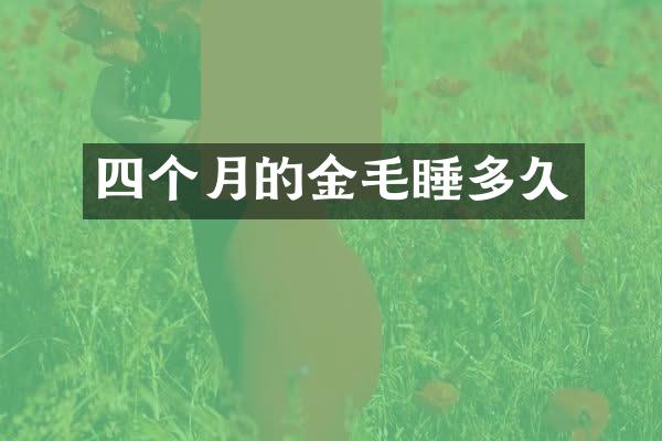 四个月的金毛睡多久