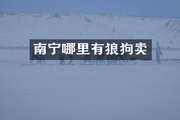 南宁哪里有狼狗卖