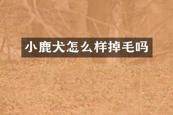 小鹿犬怎么样掉毛吗