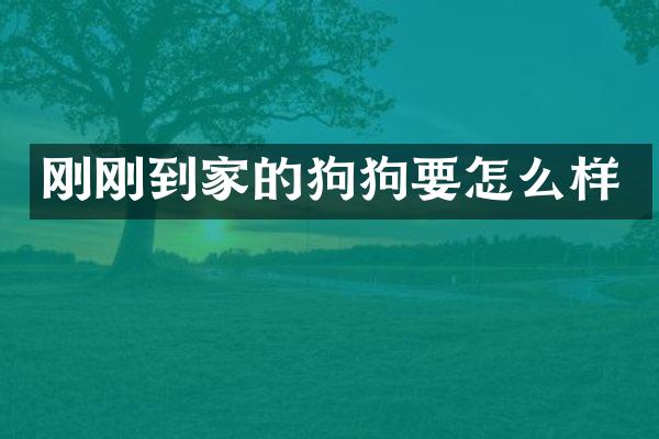 刚刚到家的狗狗要怎么样