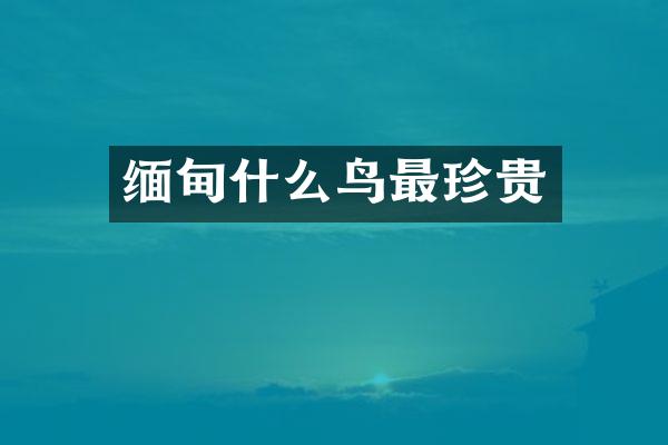 缅甸什么鸟最珍贵