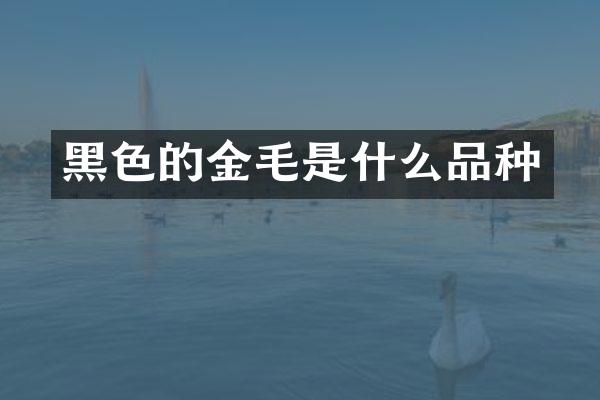 黑色的金毛是什么品种