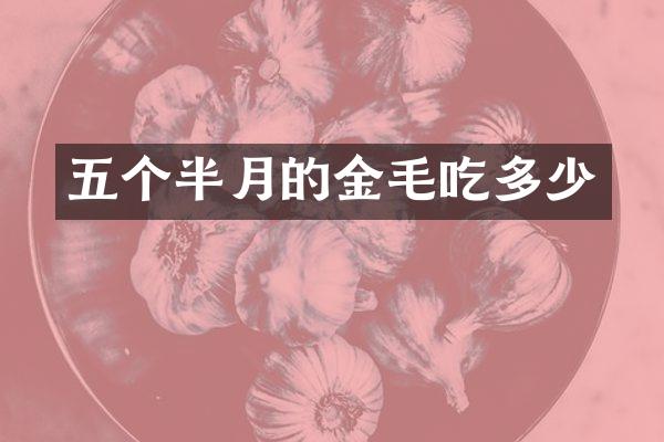 五个半月的金毛吃多少