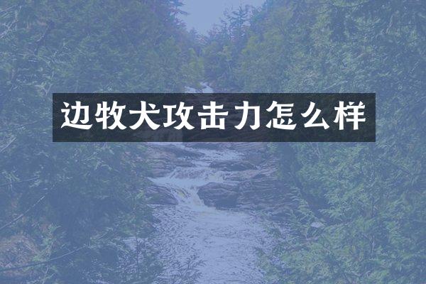 边牧犬攻击力怎么样