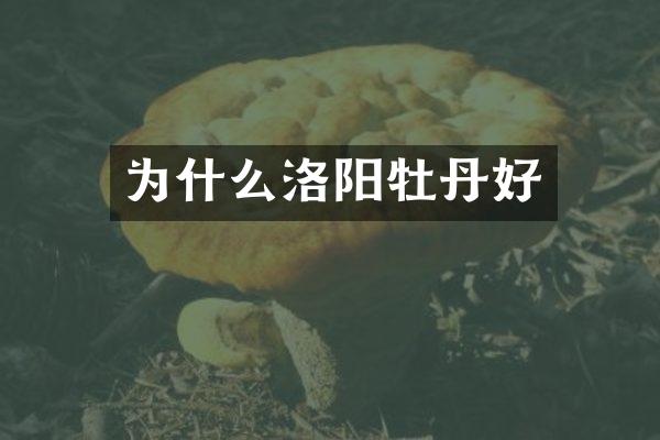 为什么洛阳牡丹好