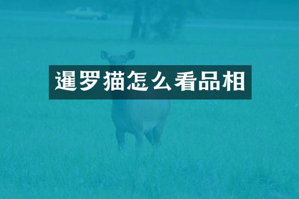 暹罗猫怎么看品相