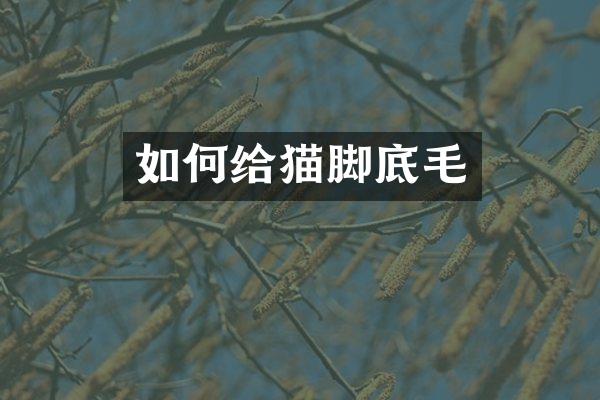 如何给猫脚底毛