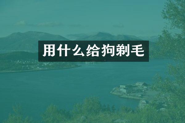 用什么给狗剃毛