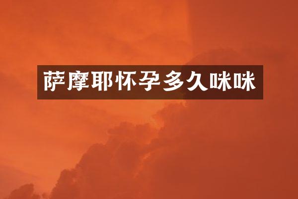 萨摩耶怀孕多久咪咪