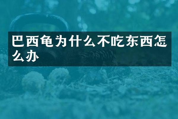 巴西龟为什么不吃东西怎么办