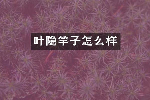 叶隐竿子怎么样