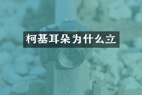 柯基耳朵为什么立