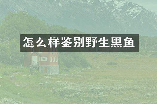 怎么样鉴别野生黑鱼