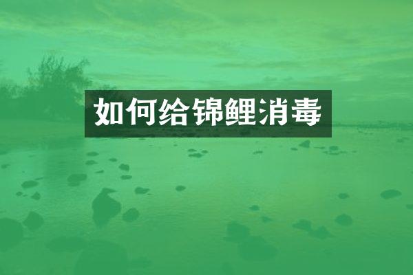 如何给锦鲤消毒