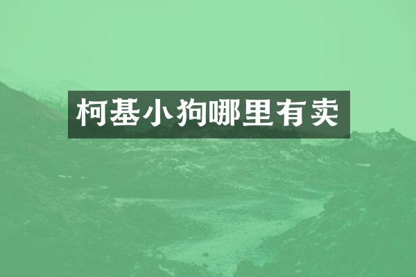 柯基小狗哪里有卖