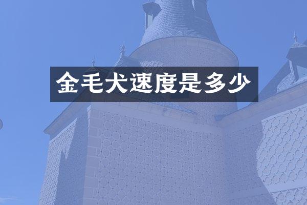 金毛犬速度是多少