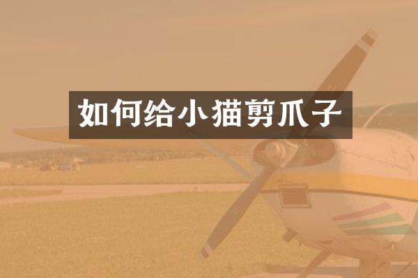 如何给小猫剪爪子