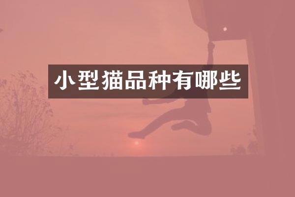 小型猫品种有哪些