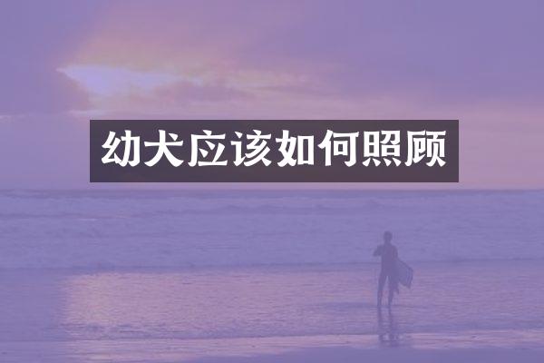 幼犬应该如何照顾