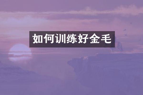 如何训练好金毛