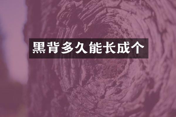 黑背多久能长成个