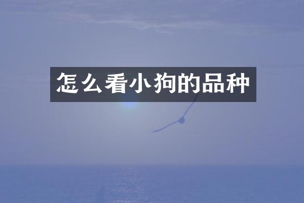 怎么看小狗的品种