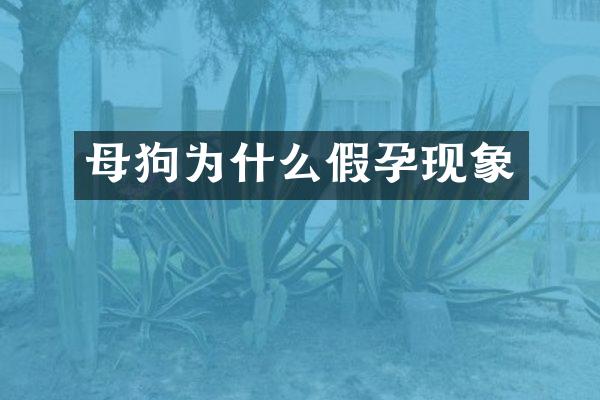 母狗为什么假孕现象