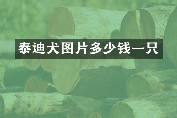 泰迪犬图片多少钱一只