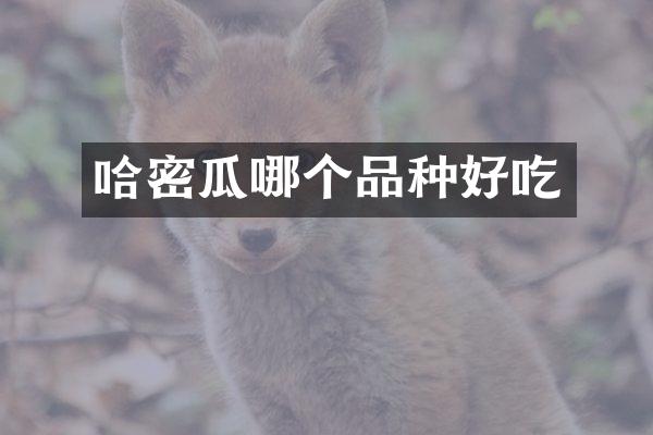 哈密瓜哪个品种好吃