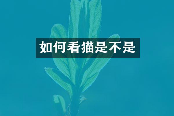 如何看猫是不是