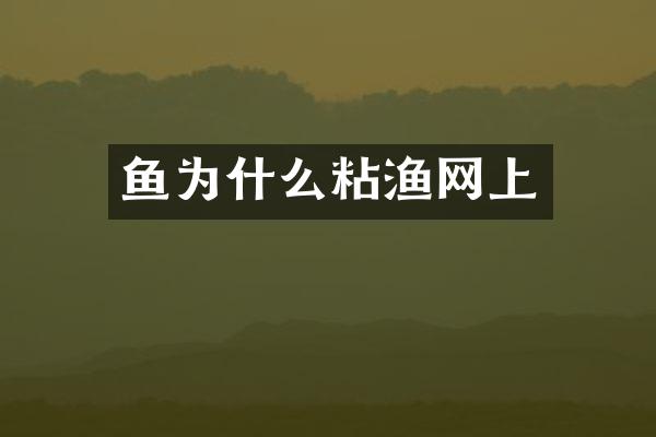 鱼为什么粘渔网上