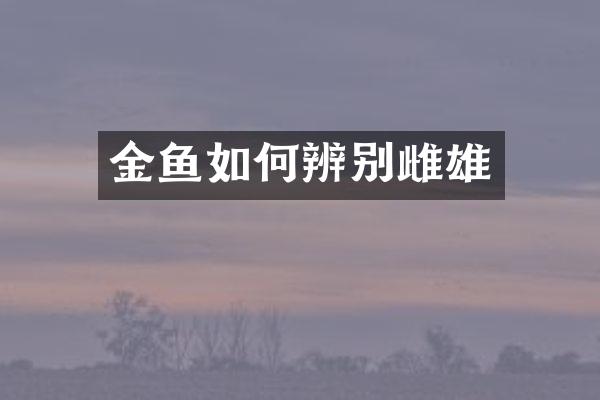 金鱼如何辨别雌雄