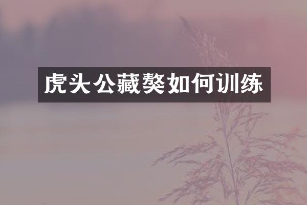 虎头公藏獒如何训练