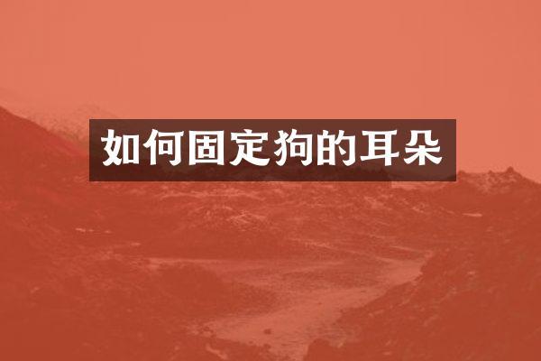 如何固定狗的耳朵