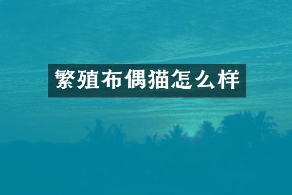 繁殖布偶猫怎么样