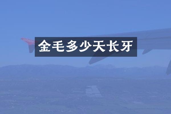 金毛多少天长牙