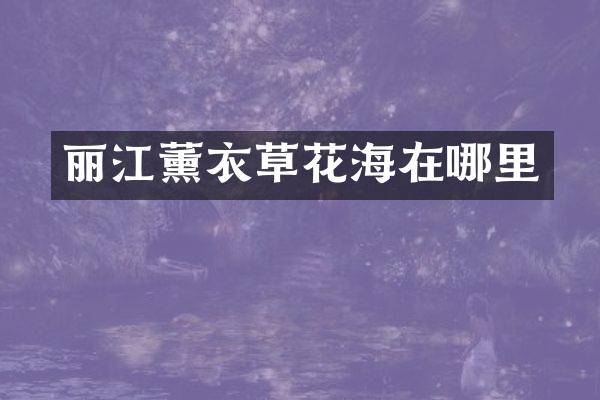 丽江薰衣草花海在哪里