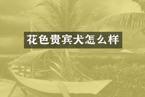 花色贵宾犬怎么样