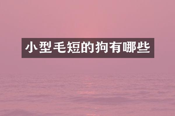 小型毛短的狗有哪些