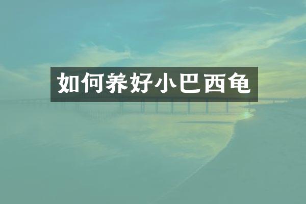 如何养好小巴西龟