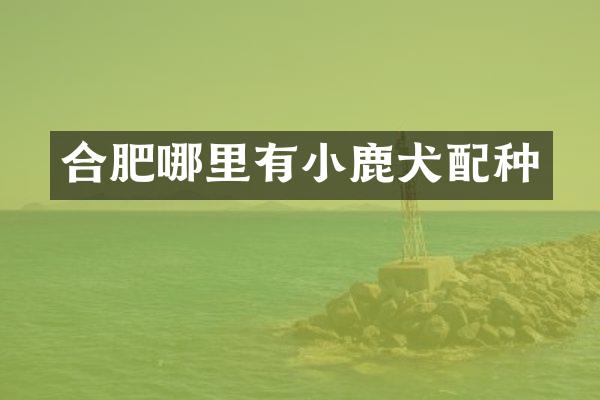 合肥哪里有小鹿犬配种