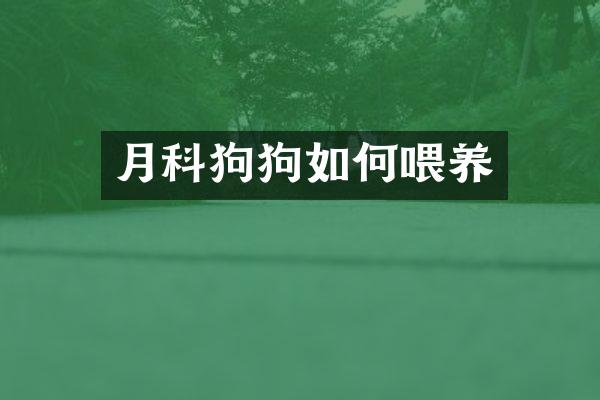 月科狗狗如何喂养