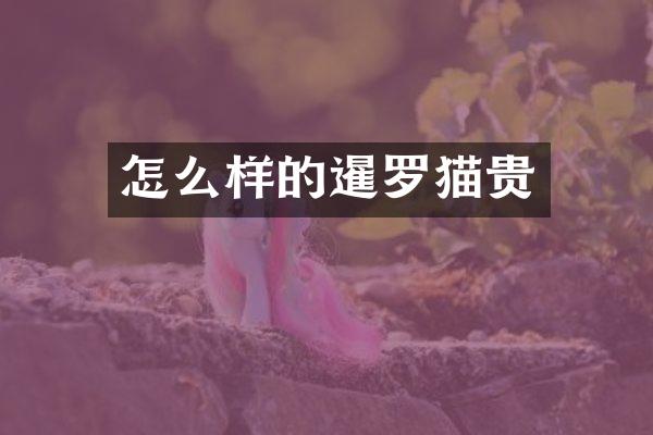 怎么样的暹罗猫贵