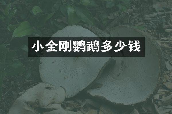 小金刚鹦鹉多少钱