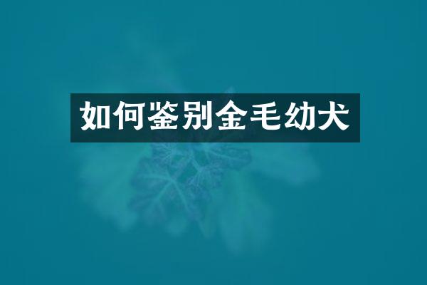 如何鉴别金毛幼犬